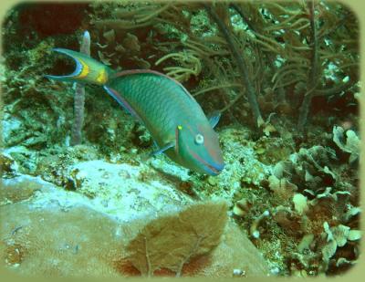 Johns Spot Parrotfish_2.jpg