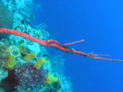 Johns Spot red encrusting coral w brittle star.jpg