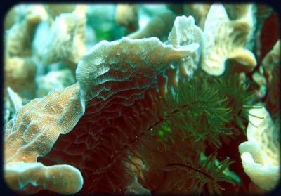 Johns Spot texture coral n crinoid 2.jpg