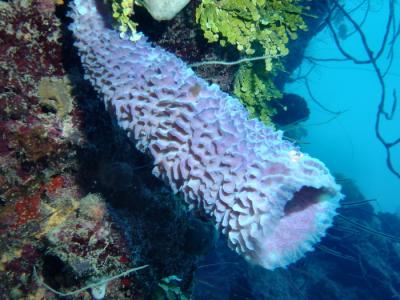 Lavender sponge 1.JPG