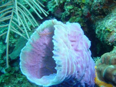 Lavender sponge 2.JPG