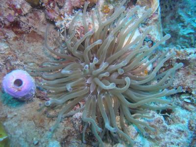 Neumans reef anemone.JPG