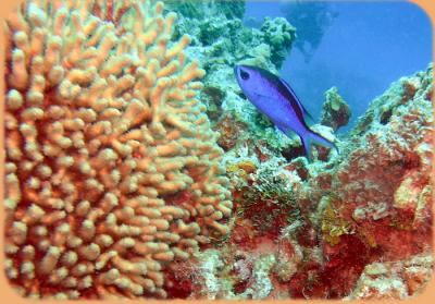 Neumans reef blue cromis.JPG