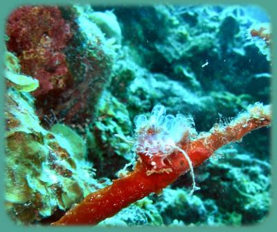 Neumans reef bluebell tunicates.JPG