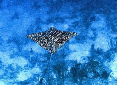 Neumans reef eagle ray.JPG