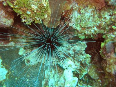 Neumans reef long spine sea urchin.JPG