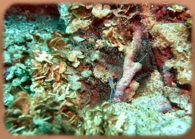 Neumans reef Pederson cleaner shripms in corkscrew anemone 0.JPG