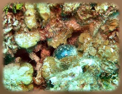 Neumans reef Pederson cleaner shripms in corkscrew anemone 1.JPG