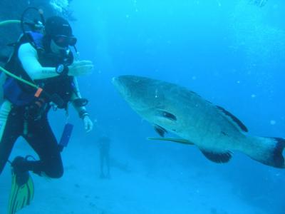 Neumans reef grouper and Johnson0.JPG