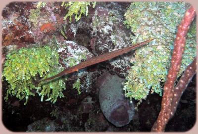 Neumans reef trumpet 2.JPG