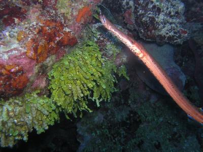 Neumans reef trumpet 3.JPG