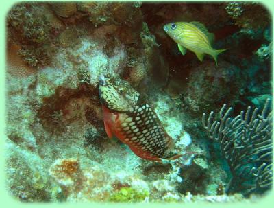 neumans wall stoplight stoplight parrotfish initial phase.jpg