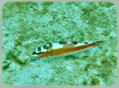 neumans wall tobaccofish 1.jpg