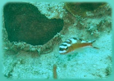 neumans wall tobaccofish 2.jpg