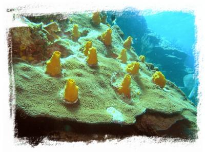 neumans wall yellow sponge.jpg