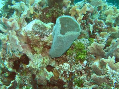 Pirates cove grey vase sponge.JPG