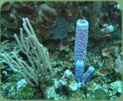 Pirates cove purple stovepipe sponge.JPG