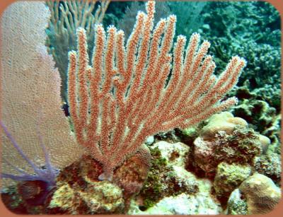 Pirates cove soft coral 1.JPG