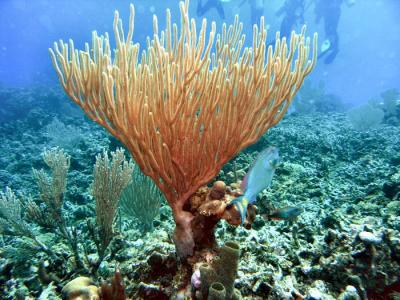 Pirates cove soft coral 2.JPG