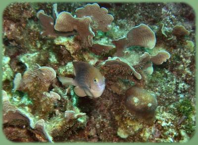 Pirates cove three spot damsel.JPG