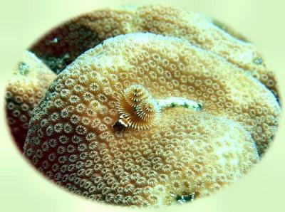 Pirates cove xmas tree tubeworm.jpg