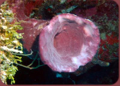 red sponge.JPG