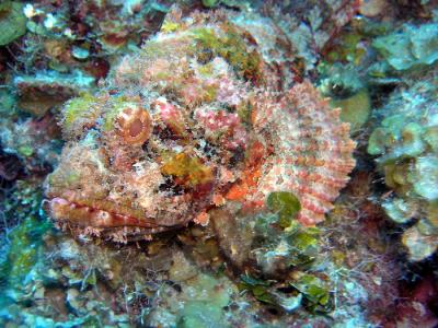 Scorpionfish Valley of Kings spotted scorpionfish.JPG