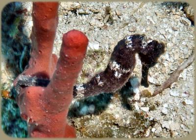 Seahorse.JPG