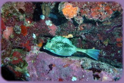 Scrawled Cowfish.JPG