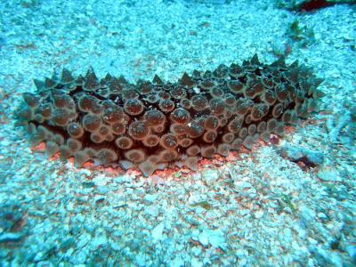 Sea Cucumber.jpg