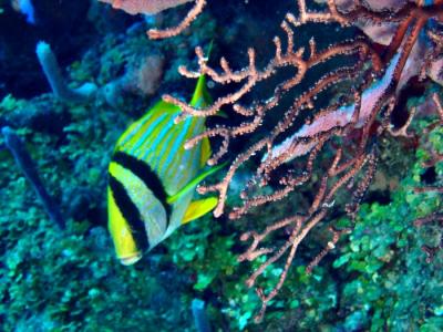 sweetlips Porkfish 0.JPG