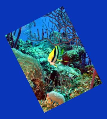 sweetlips Porkfish 1.JPG