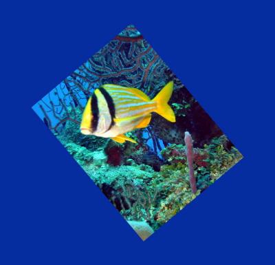 sweetlips Porkfish 2.JPG