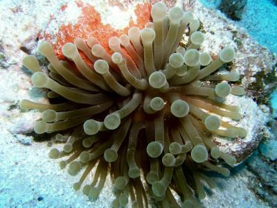 Valley of Kings coco wall anemone.JPG