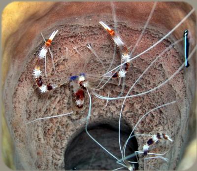 Valley of Kings coco wall banded coral shrimp 3.JPG