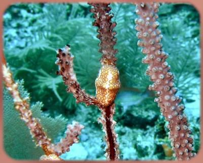Valley of Kings coco wall flamingo tongue.JPG
