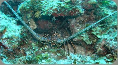 Valley of Kings coco wall lobster.JPG