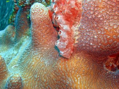 u16/mauimermaid/medium/42117663.ValleyofKingscocowallsoftcoral34.jpg