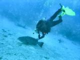 Hal petting grouper.jpg
