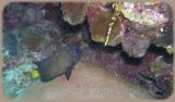 Calvins crack yellowtail damsel intermediate.JPG