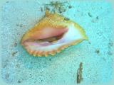 Chimneys conch.jpg