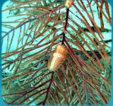 Chimneys flamingo tongue 1.jpg