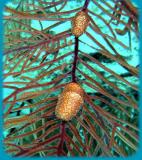 Chimneys flamingo tongue 2.jpg