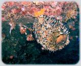 Chimneys tube sponge 3.jpg