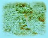 coco view wall yellow headed jawfish 2.jpg