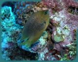 Dive from hell threespot damselfish.jpg