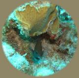 Dive from hell cocoa damselfish.jpg