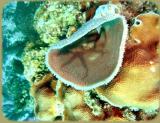 Docs dive brittle star in gray sponge.jpg