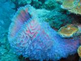 Docs dive lavender sponge.jpg