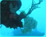 Docs dive n neumans wall fan.jpg